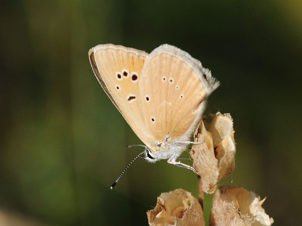 Polyommatus virgilius ? S